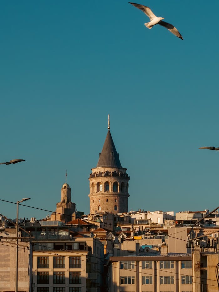 Scenic view of Galata Tower with seagull flying over Istanbul skyline under clear blue sky.