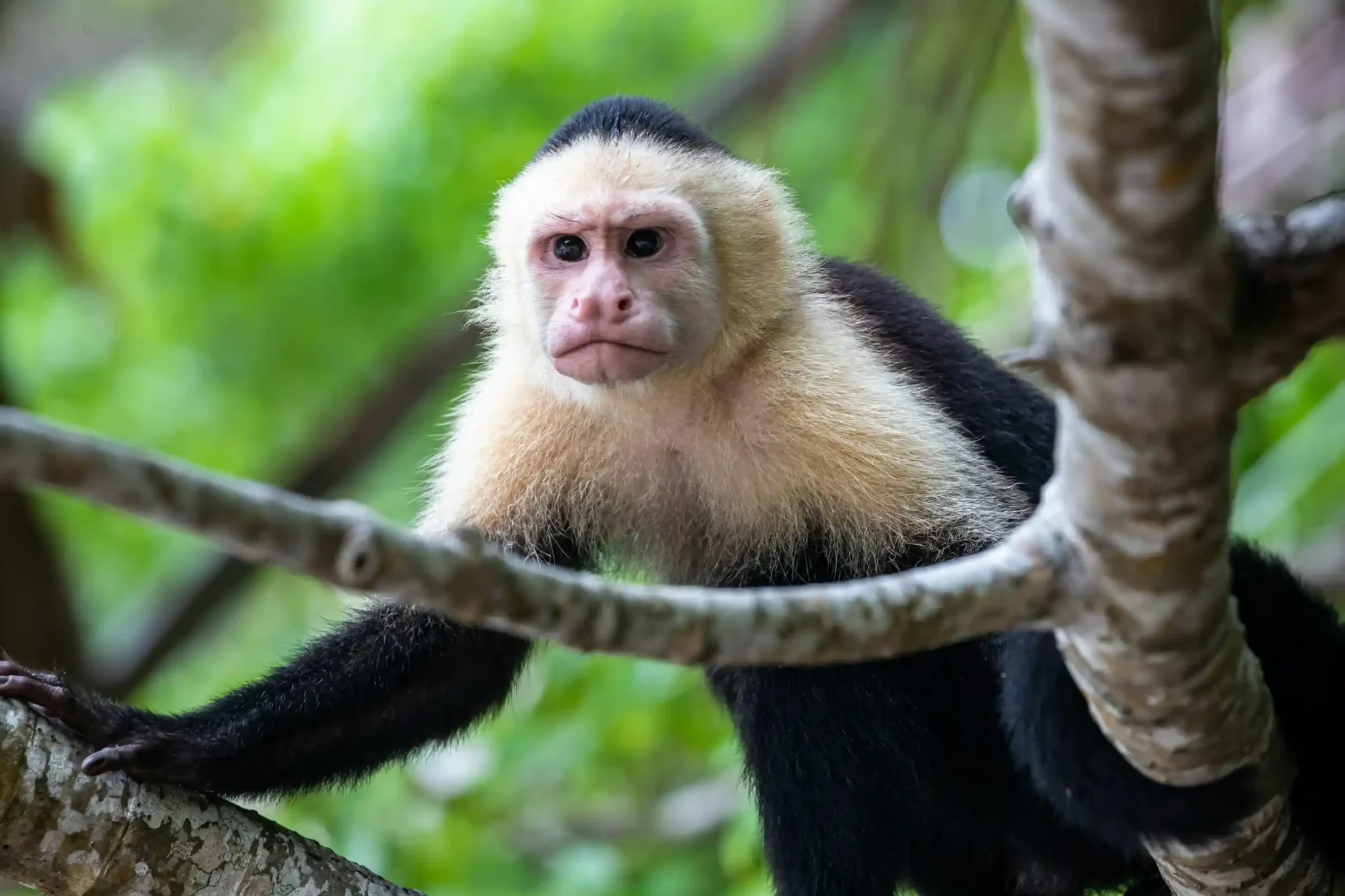 A white-faced capuchin monkey in the Costa Rican rainforest