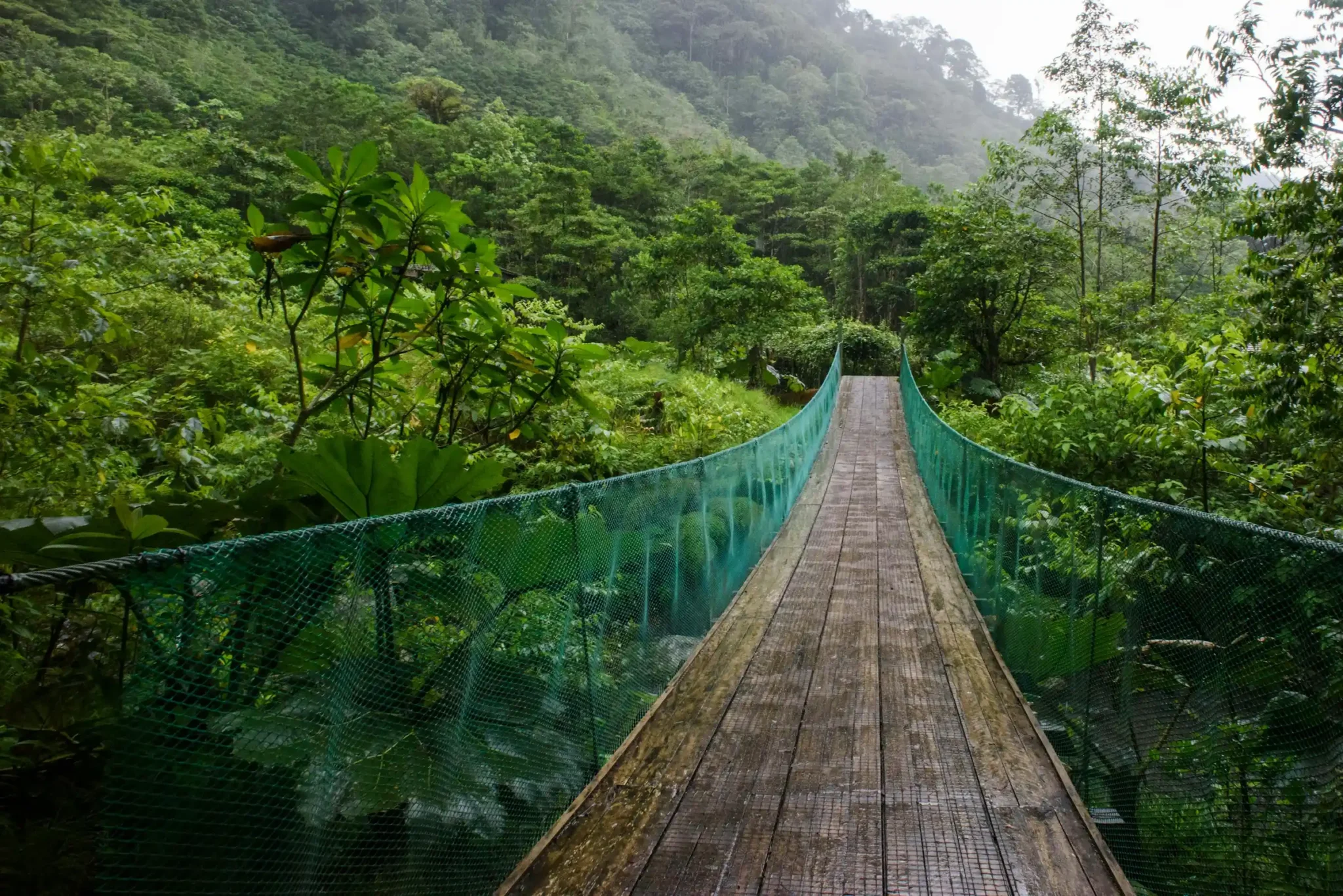 A hanging bridge through the Monteverde cloud forest canopy in Costa Rica