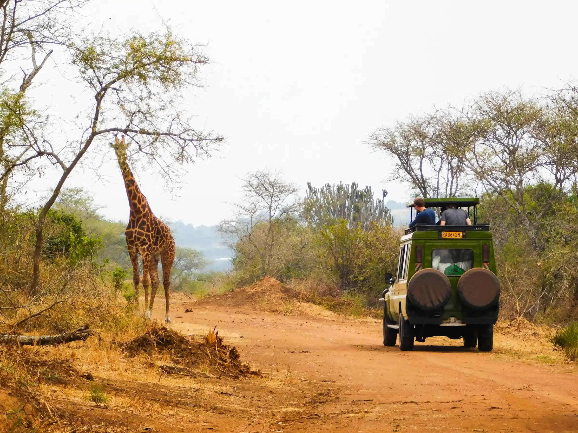A safari vehicle watching a giraffe on a savanna track in Akagera National Park, Rwanda