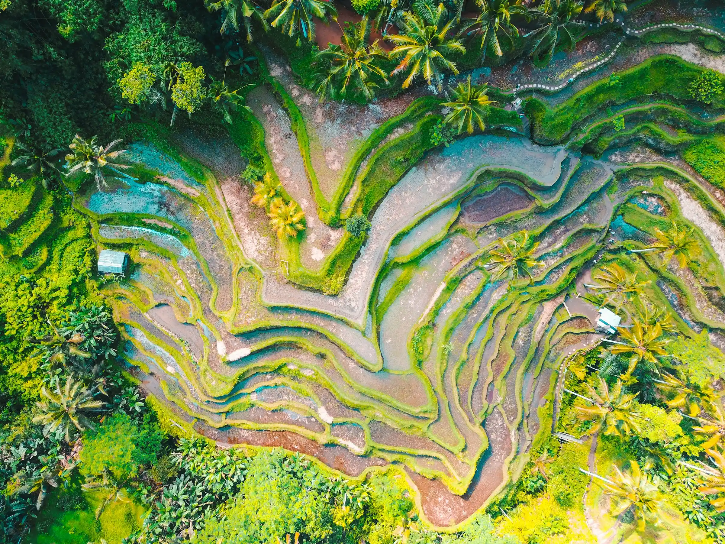 Bali rice terraces with lush green vegetation