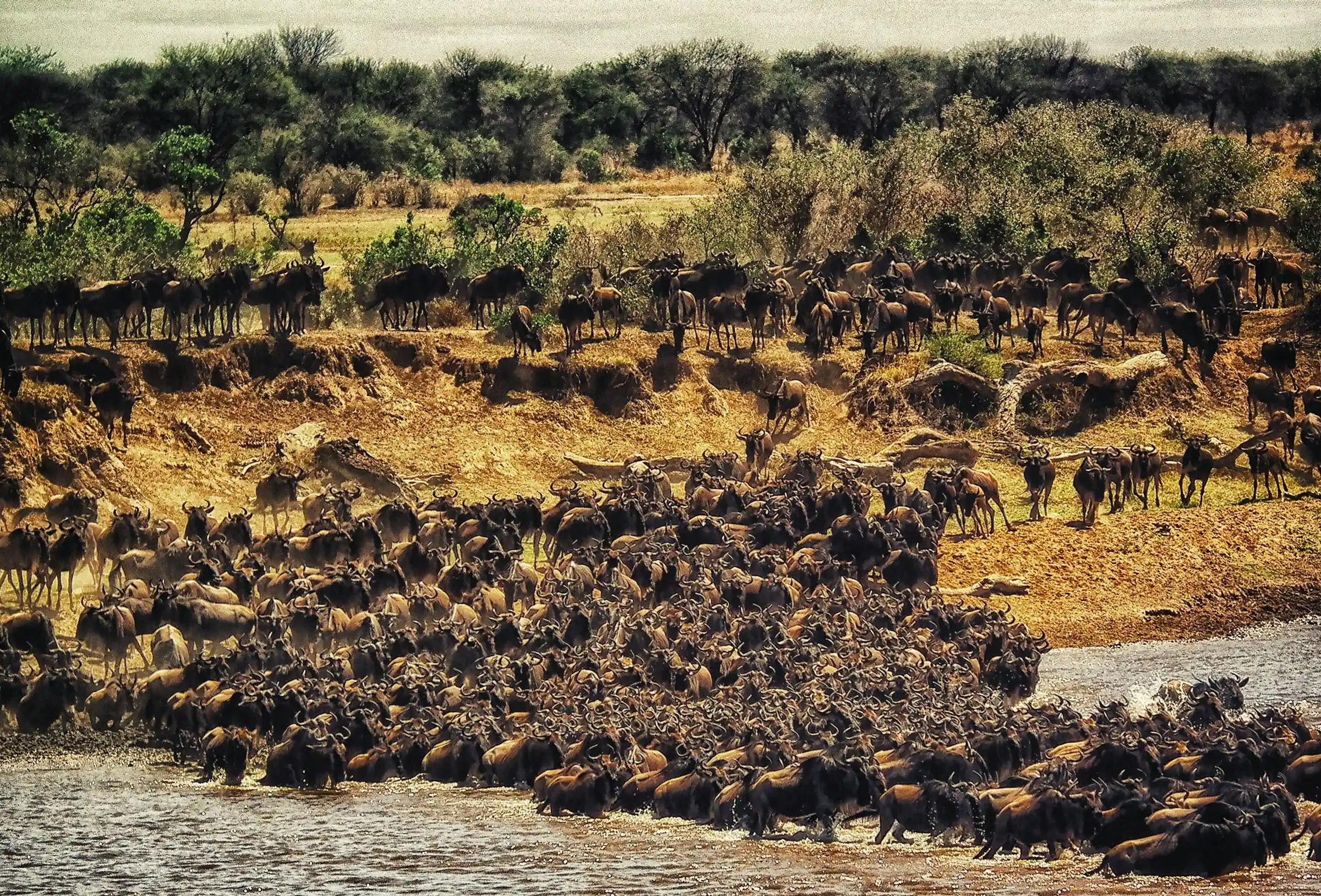 Kenyan savanna landscape with wildlife and dramatic sky