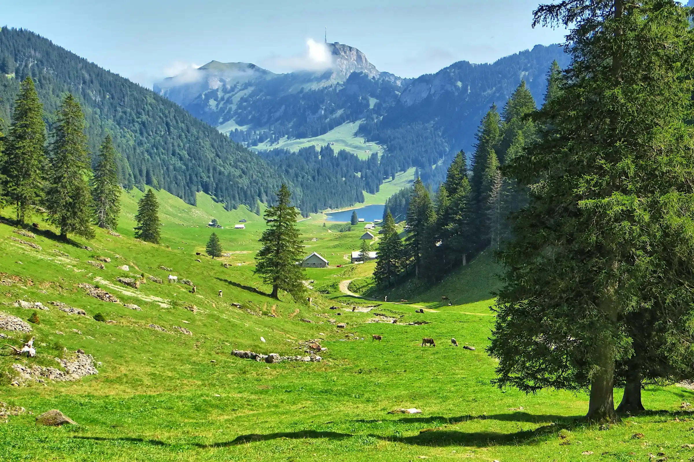 Swiss Alps landscape with green meadows in summer