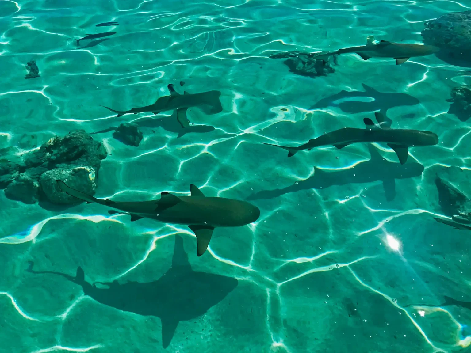 Snorkelling over coral in the clear turquoise Bora Bora lagoon
