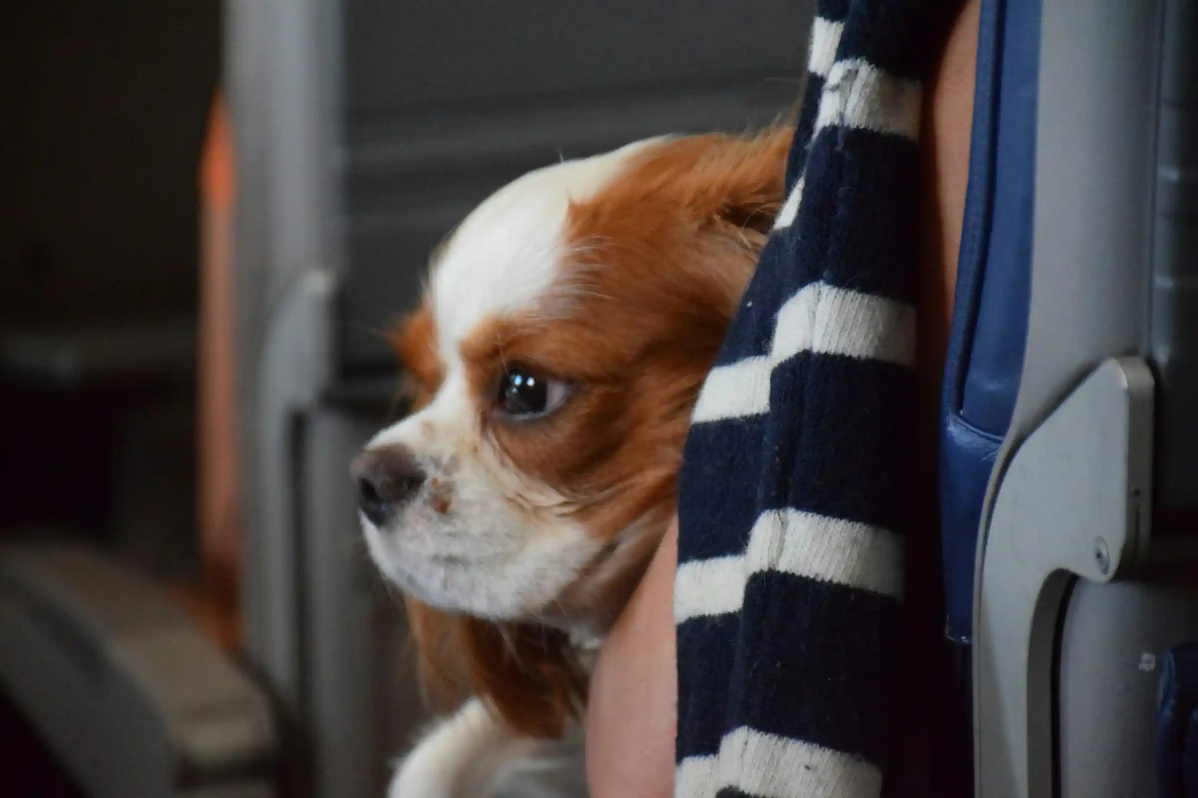A small spaniel peeking out of a carrier bag on an airplane
