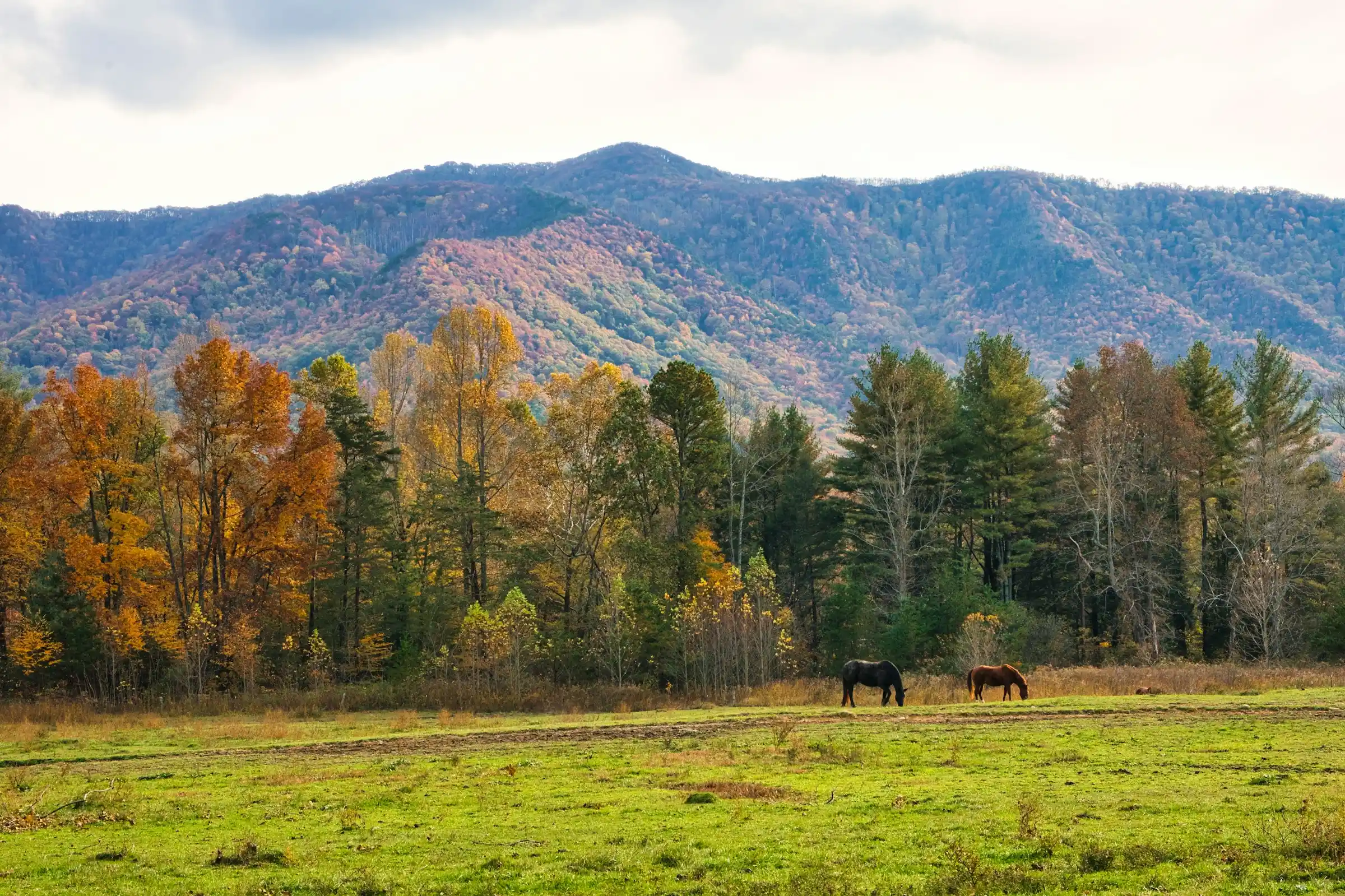 Horses grazing in Cades Cove with autumn-colored mountains rising behind the meadow, Great Smoky Mountains National Park