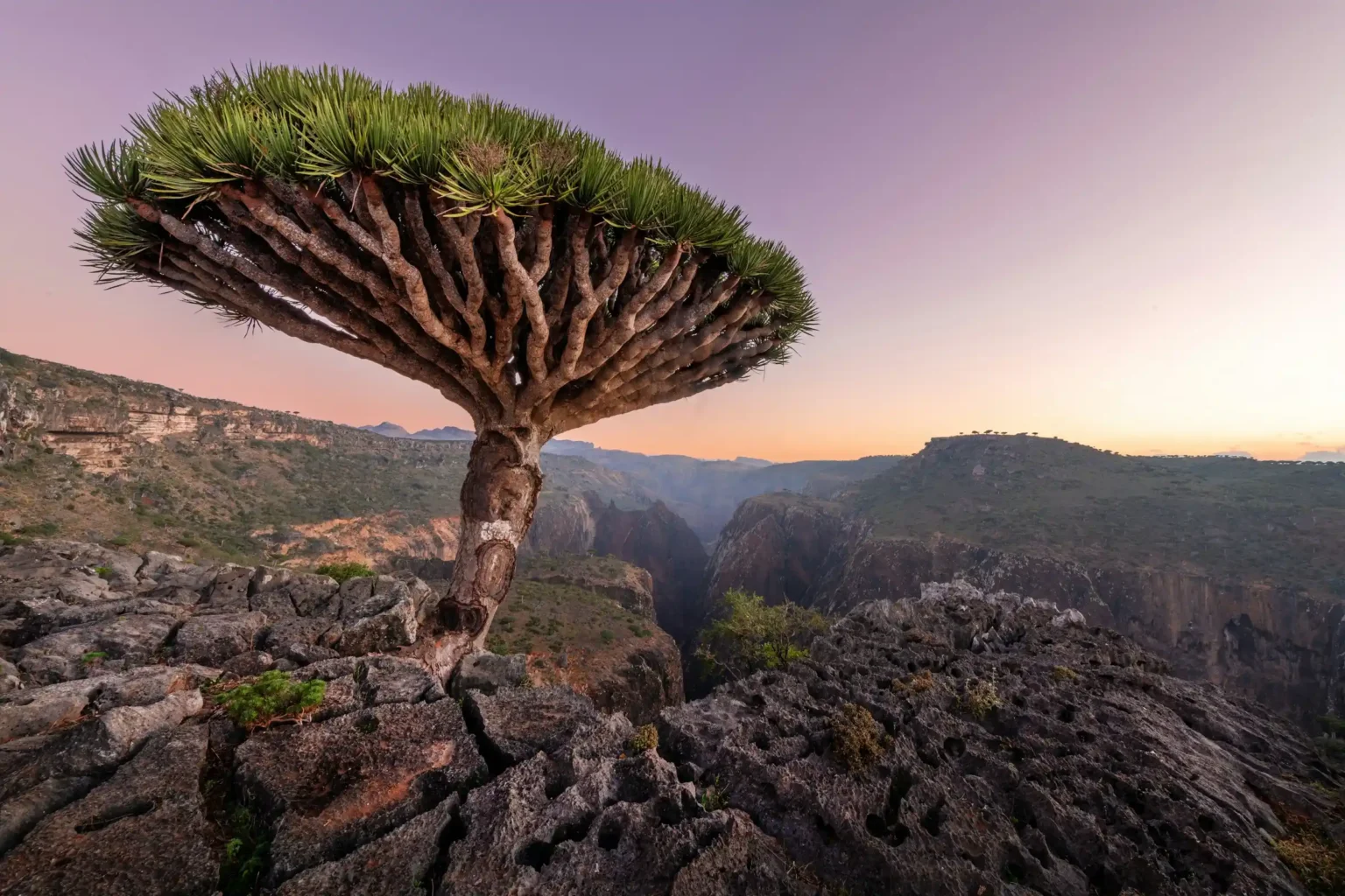 A dragon blood tree on a clifftop above a canyon at sunset, Socotra Island
