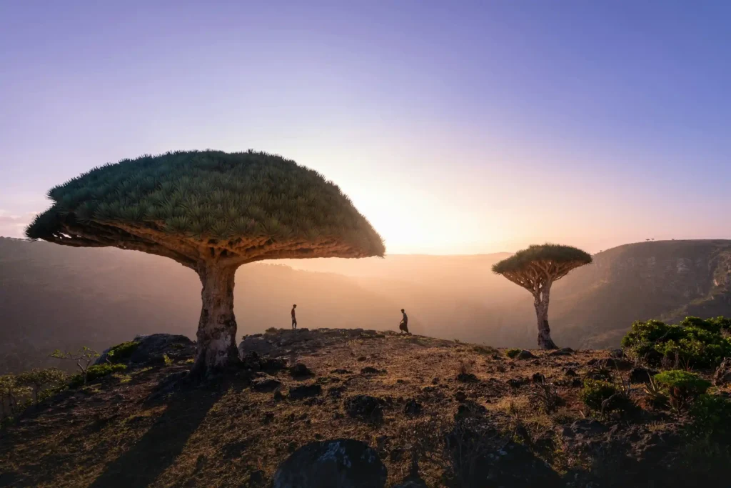 Dragon blood trees at sunset on the Diksam Plateau, Socotra, with two people for scale