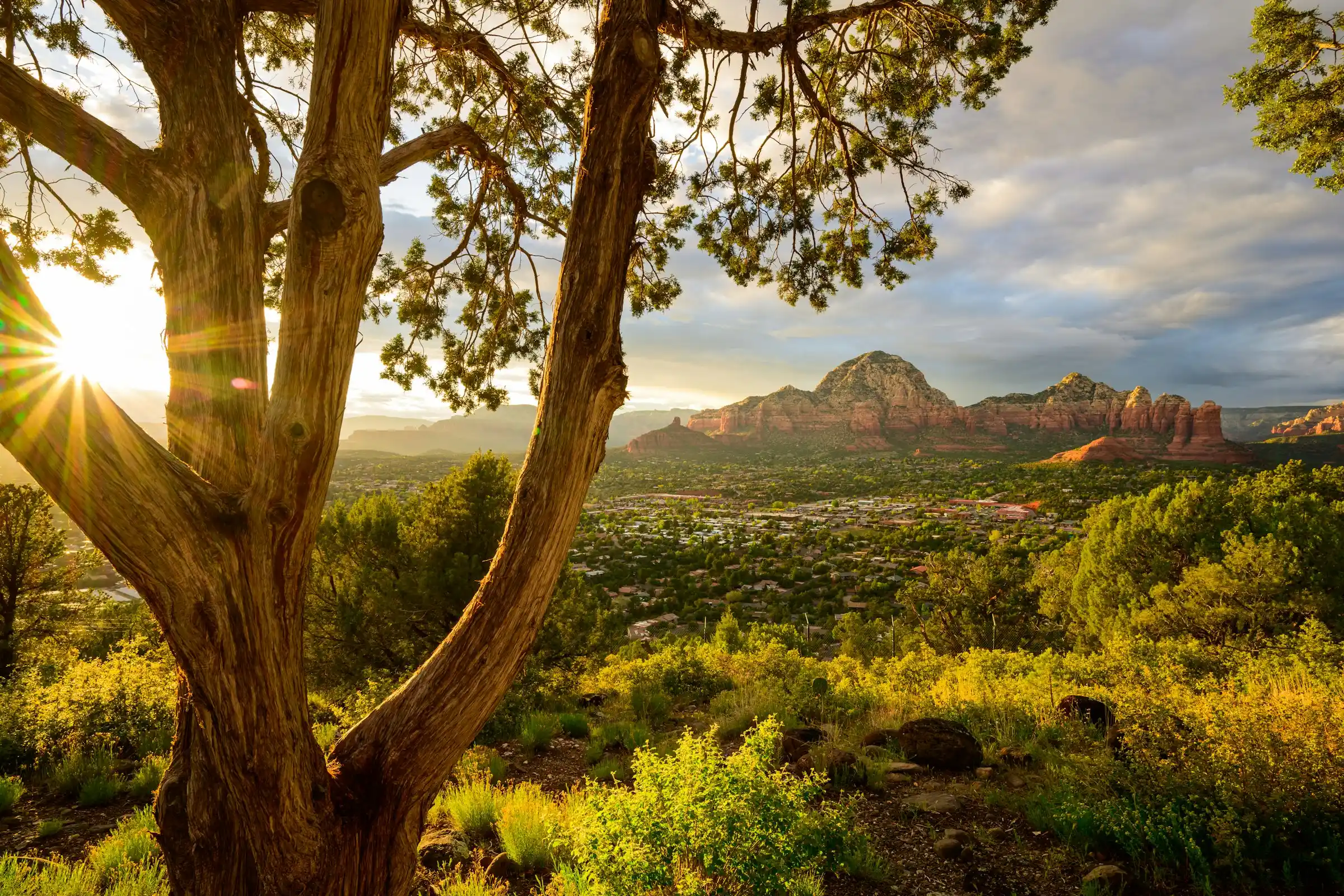 Sunset over Sedona framed by a twisted juniper tree, red rock buttes glowing in the distance