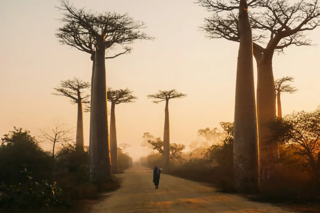 Giant baobab trees along the Avenue of the Baobabs in Madagascar