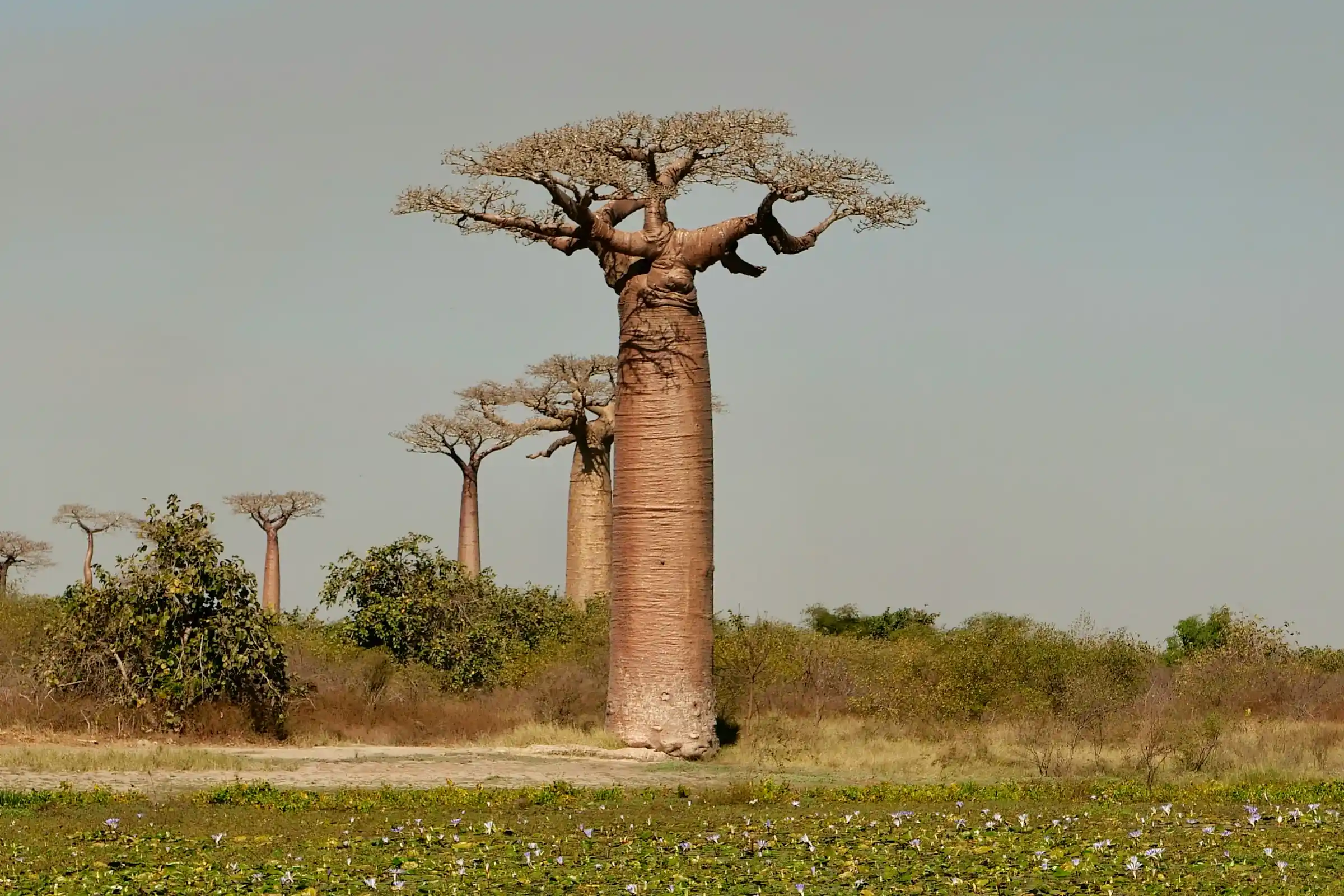The Avenue of the Baobabs near Morondava, Madagascar in golden evening light