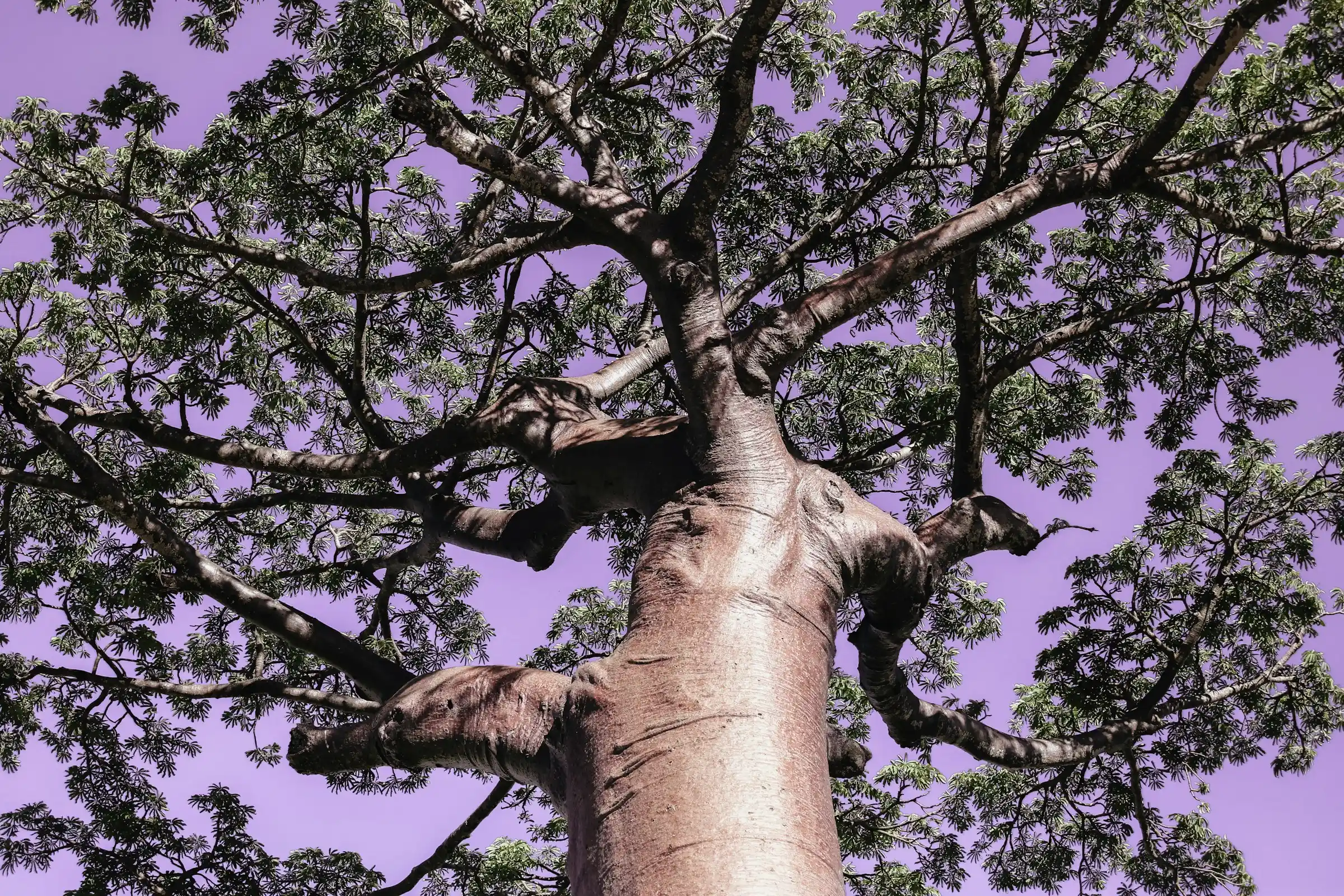 A giant Grandidier baobab tree with a wide trunk in the Madagascar landscape
