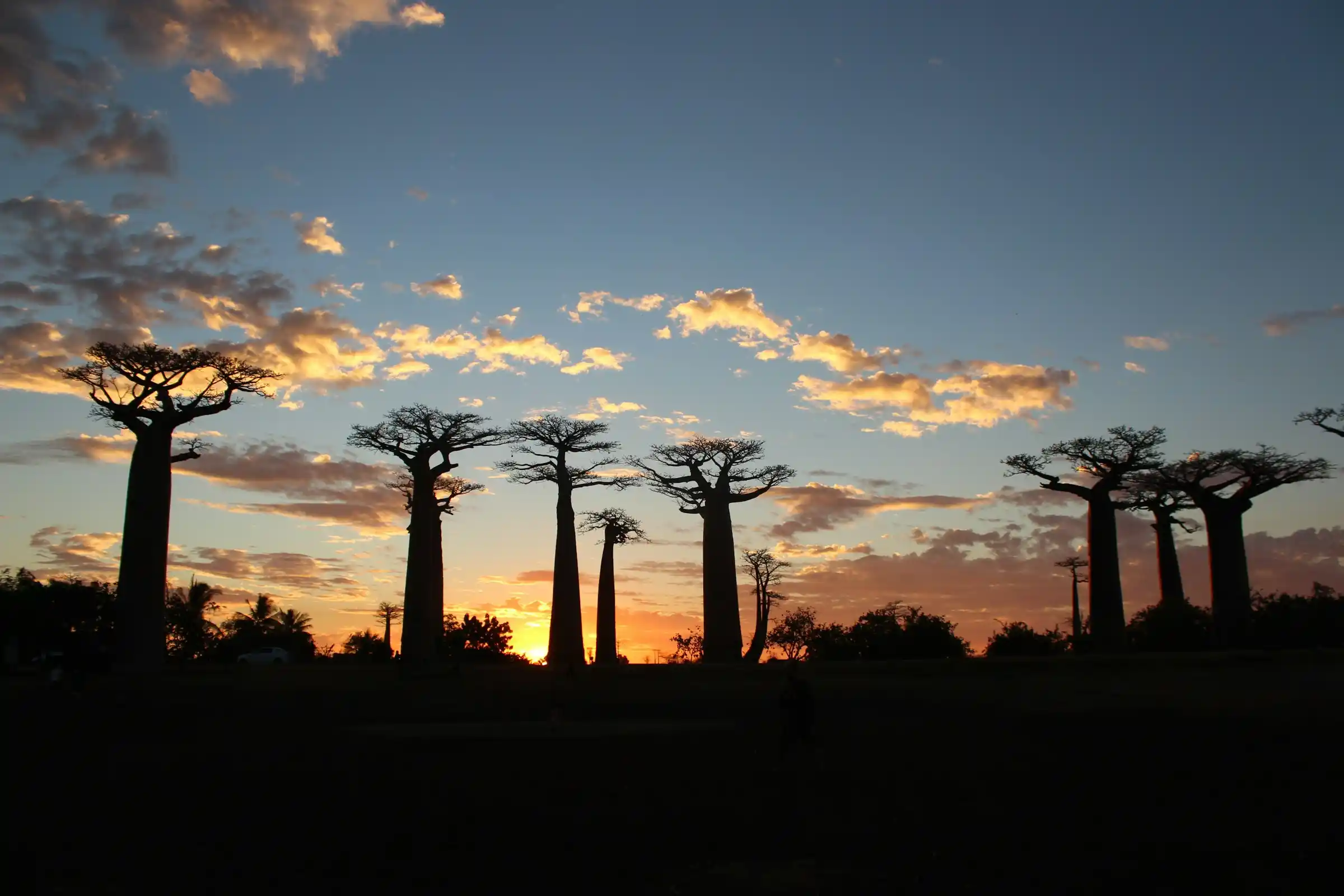 Baobab trees silhouetted against a glowing Madagascar sunset