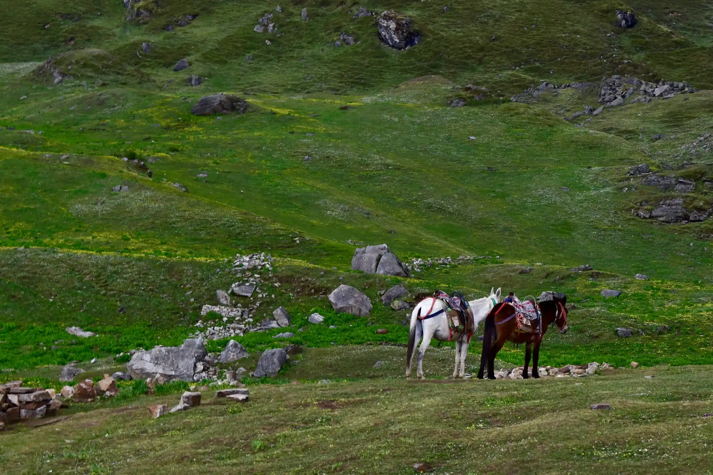 Green alpine meadows at Auli with Himalayan peaks behind in summer