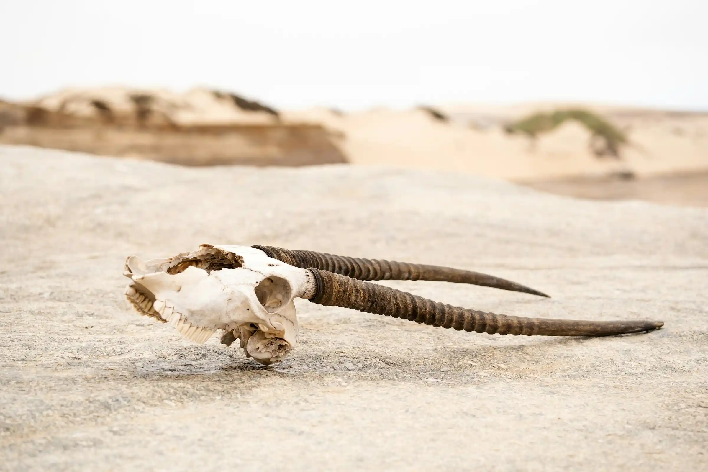 Cape fur seals crowded on the shore of the Skeleton Coast in Namibia