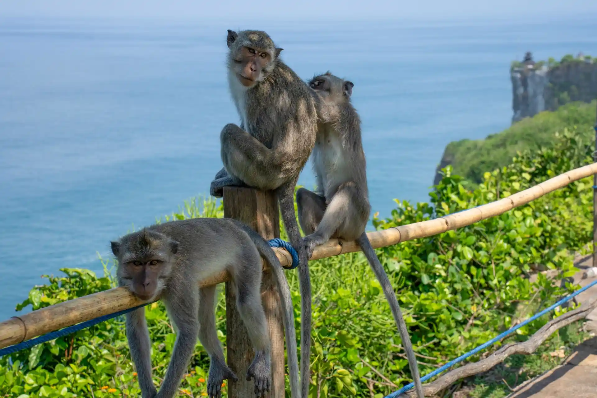 Long-tailed macaque on a temple wall at Uluwatu, Bali